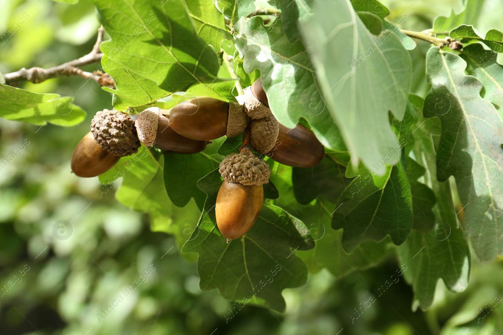 Photo of Oak branch with acorns and leaves outdoors, closeup