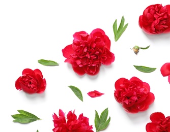 Flat lay composition with beautiful blooming peonies on white background