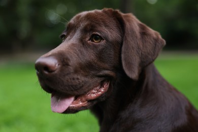 Photo of Adorable Labrador Retriever dog in park, closeup