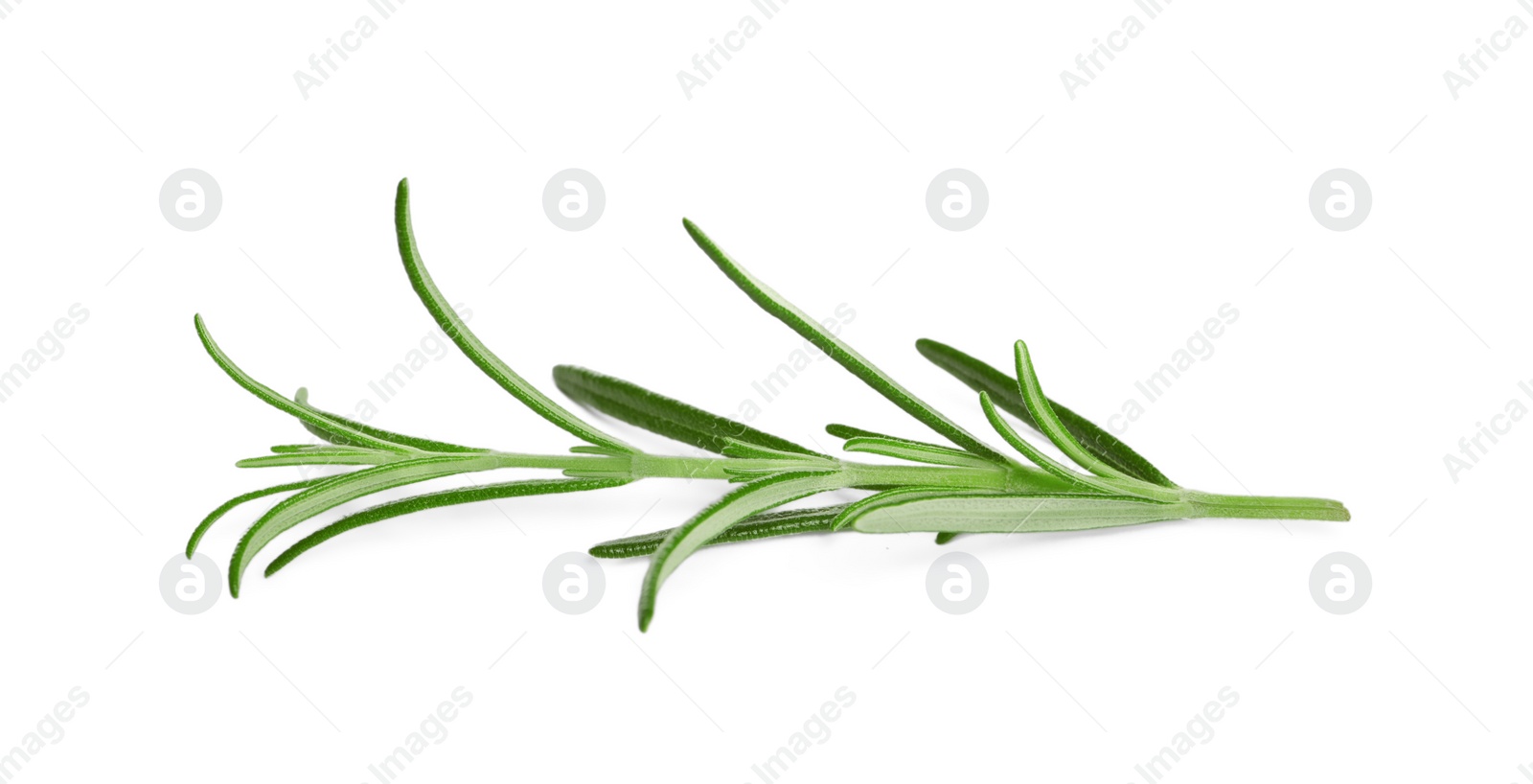 Photo of Sprig of fresh rosemary isolated on white