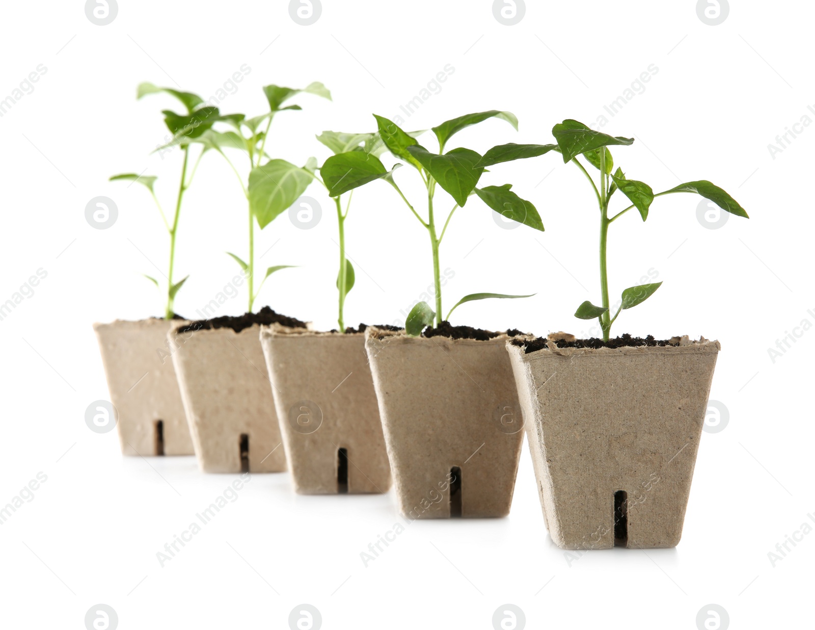 Photo of Green pepper seedlings in peat pots isolated on white