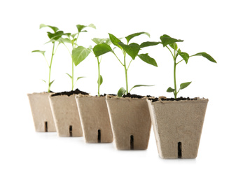 Green pepper seedlings in peat pots isolated on white