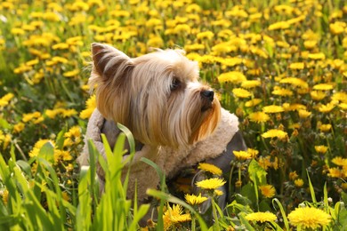 Photo of Cute Yorkshire terrier among beautiful dandelions in meadow on sunny spring day