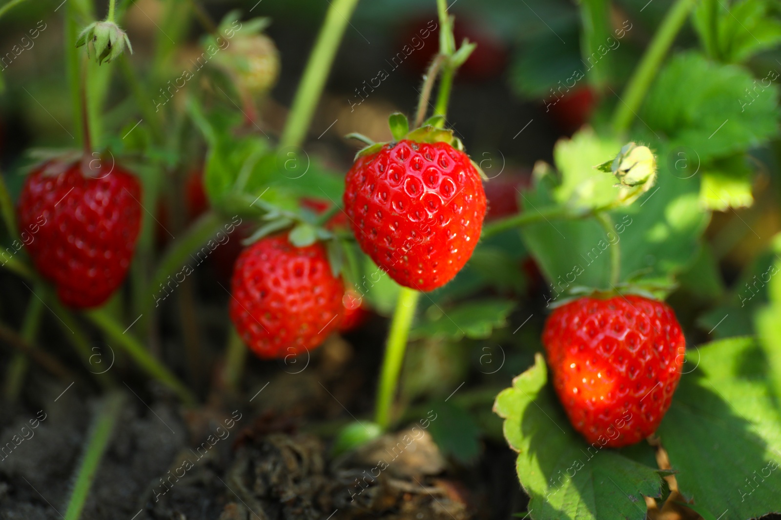 Photo of Strawberry plant with ripening berries growing in field, closeup