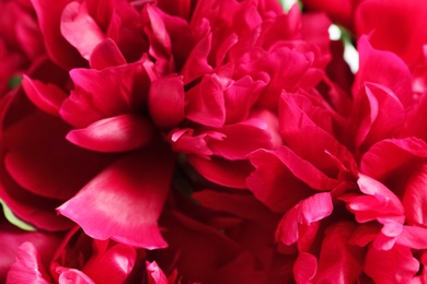 Photo of Beautiful blooming peony flowers as background, closeup