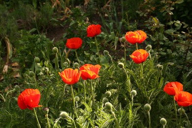 Photo of Beautiful red poppy flowers outdoors on sunny day