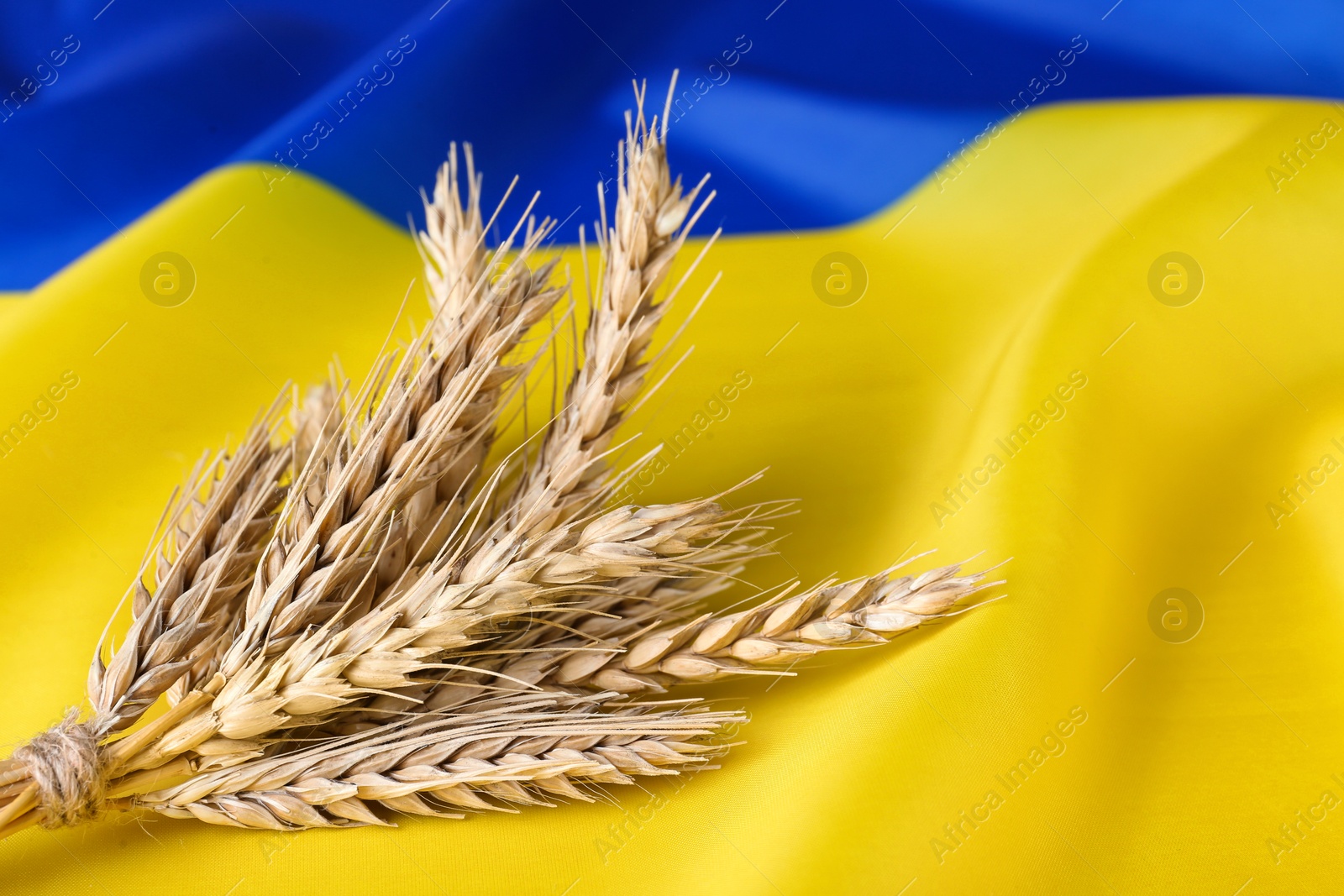 Photo of Ears of wheat on national Ukrainian flag, space for text. Cereal plant