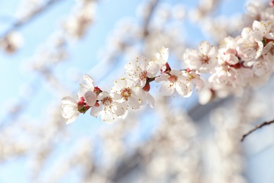 Photo of Beautiful apricot tree branch with tiny tender flowers outdoors. Awesome spring blossom