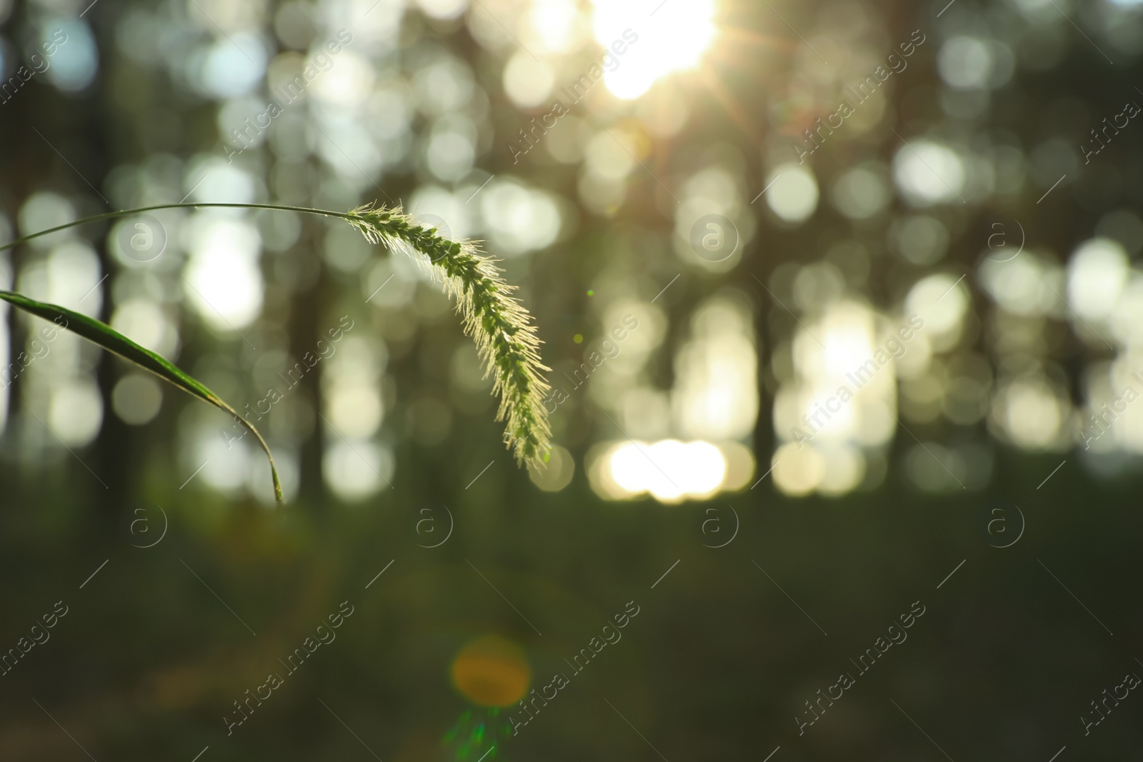 Photo of Beautiful view of plant growing in forest at sunset, closeup. Space for text
