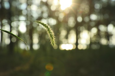 Beautiful view of plant growing in forest at sunset, closeup. Space for text