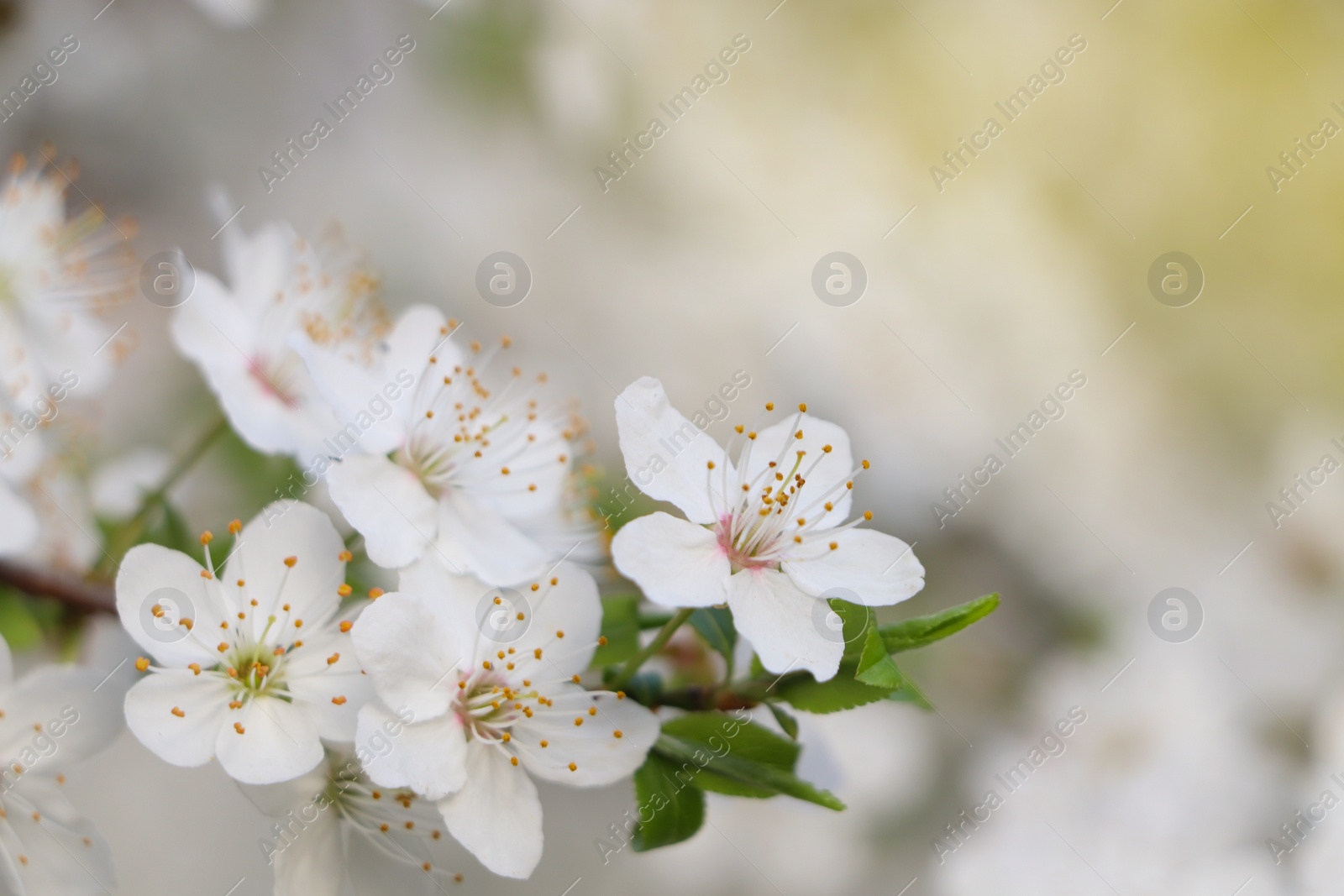 Photo of White blossoms of cherry tree on blurred background, closeup with space for text. Spring season