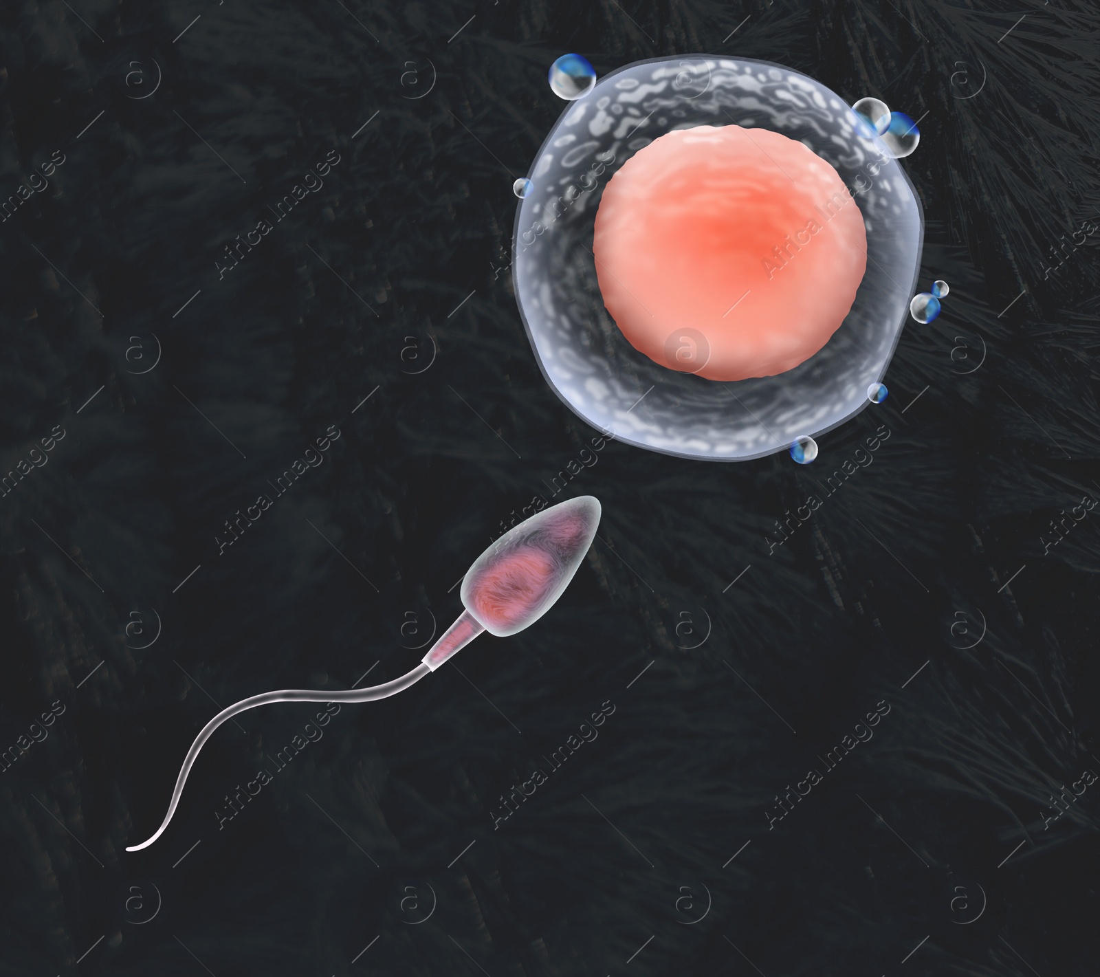 Illustration of Cryopreservation of genetic material. Sperm cell and ovum on black background, frost effect