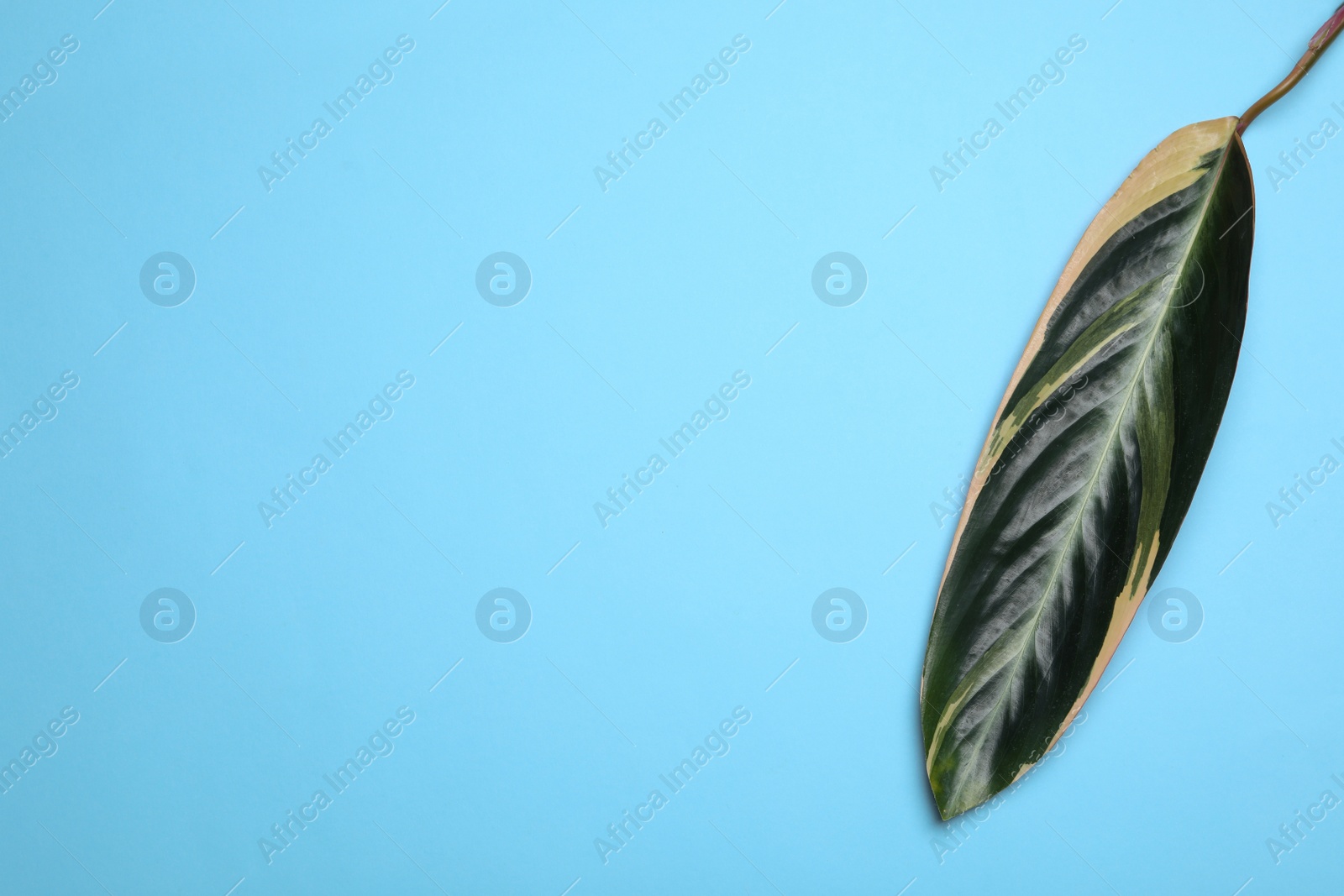 Photo of Leaf of tropical stromanthe plant on color background, top view with space for text