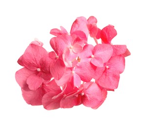Photo of Beautiful pink hortensia flower isolated on white
