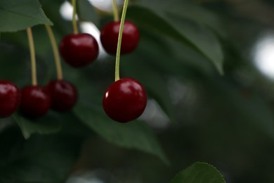 Photo of Closeup view of cherry tree with ripe red berries outdoors. Space for text