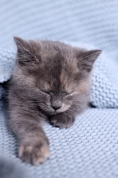 Photo of Cute fluffy kitten sleeping in light blue knitted blanket