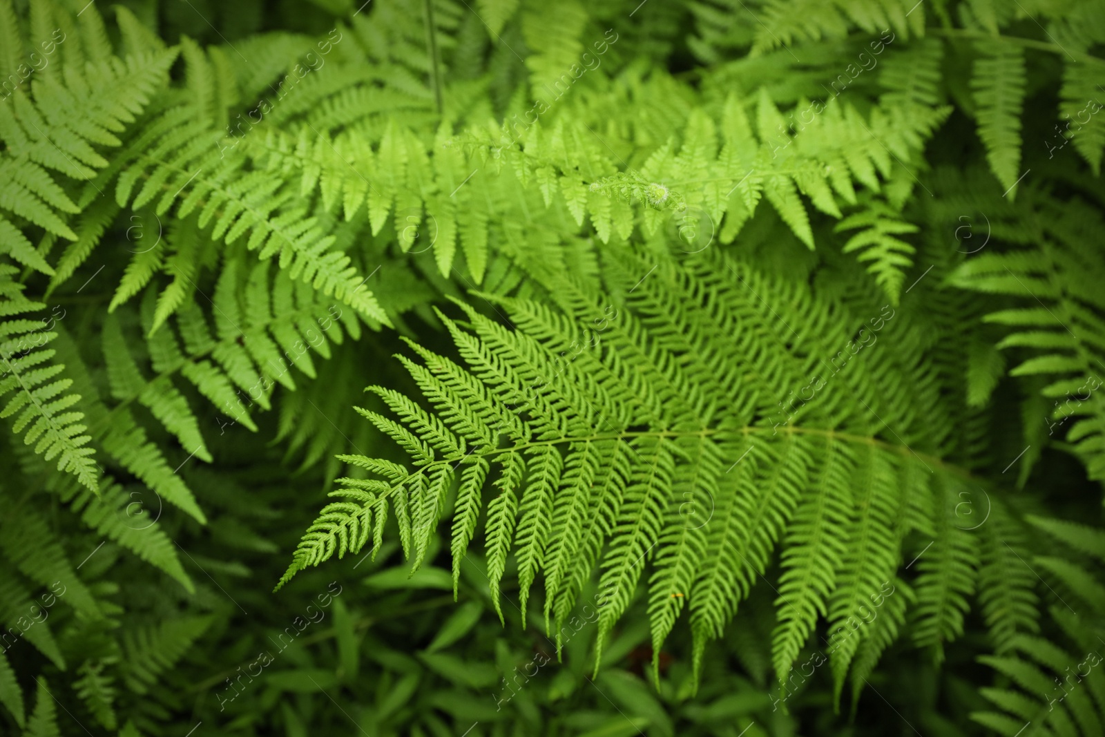 Photo of Beautiful green fern leaves in park, closeup