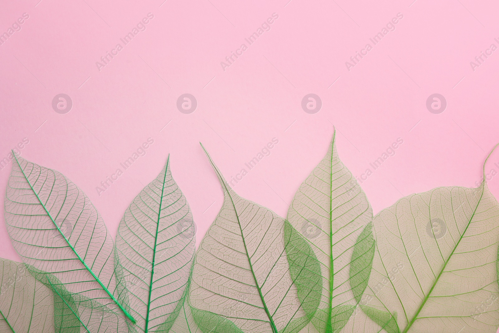 Photo of Beautiful decorative skeleton leaves and space for text on color background, flat lay