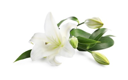 Photo of Beautiful fresh lily flowers isolated on white