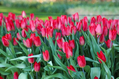 Beautiful tulip flowers growing outdoors. Spring season