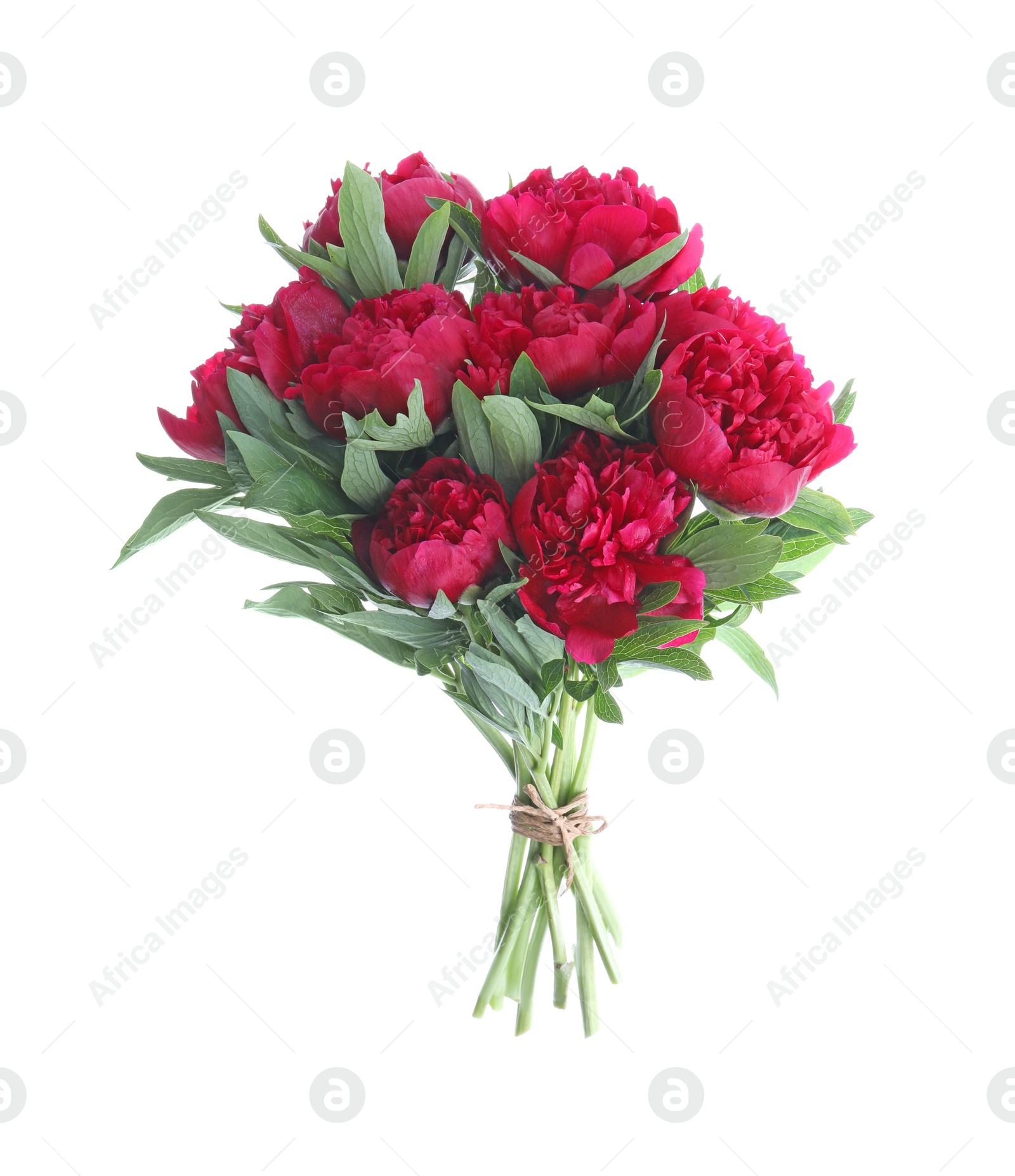 Photo of Bouquet of beautiful red peonies isolated on white