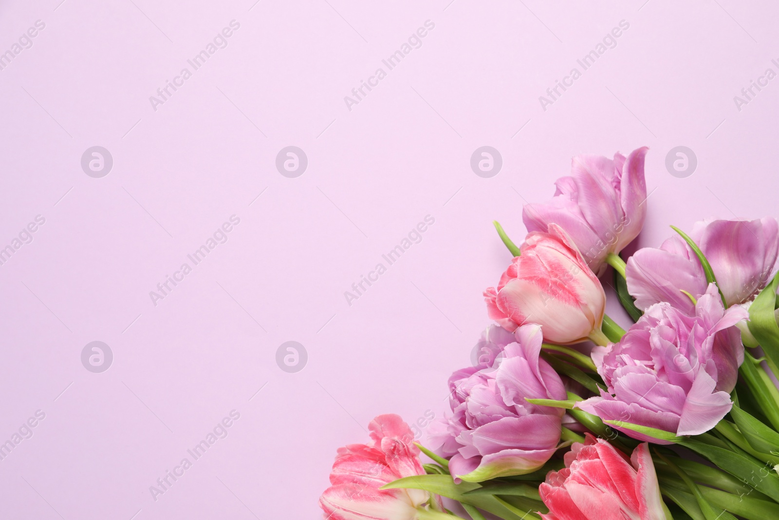 Photo of Beautiful colorful tulip flowers on violet background, top view. Space for text