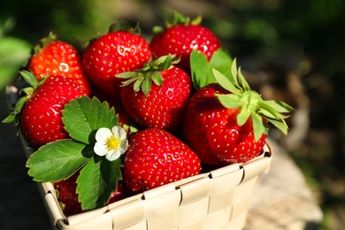 Photo of Basket of ripe strawberries outdoors on sunny day, closeup