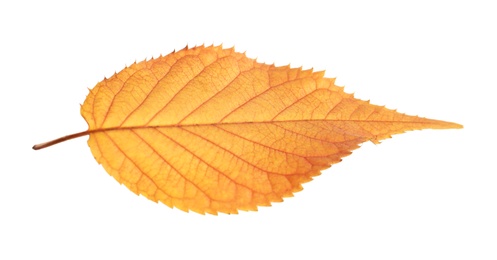 Beautiful autumn leaf on white background. Fall foliage