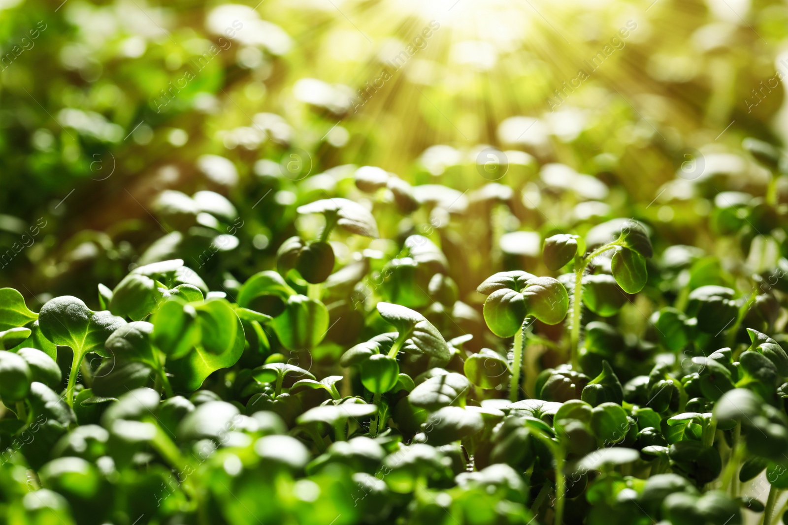 Image of Sunlit young sprouts of arugula plant in soil, closeup