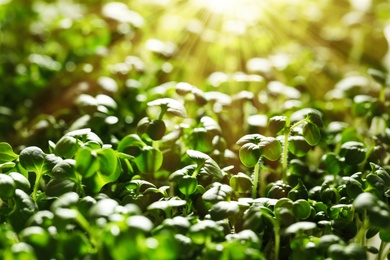 Sunlit young sprouts of arugula plant in soil, closeup