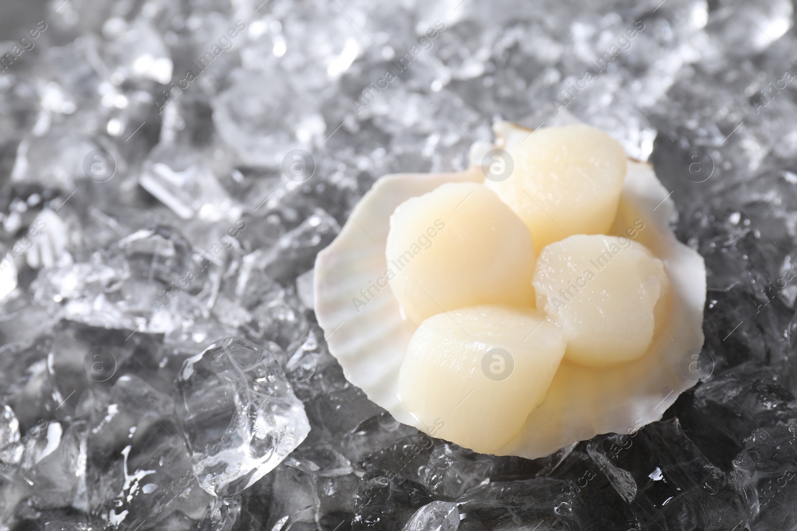 Photo of Fresh raw scallops in shell on ice cubes, closeup. Space for text