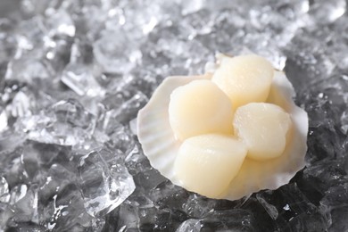 Photo of Fresh raw scallops in shell on ice cubes, closeup. Space for text