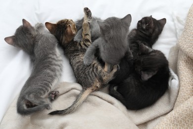 Photo of Cute fluffy kittens lying on bed indoors, top view. Baby animals
