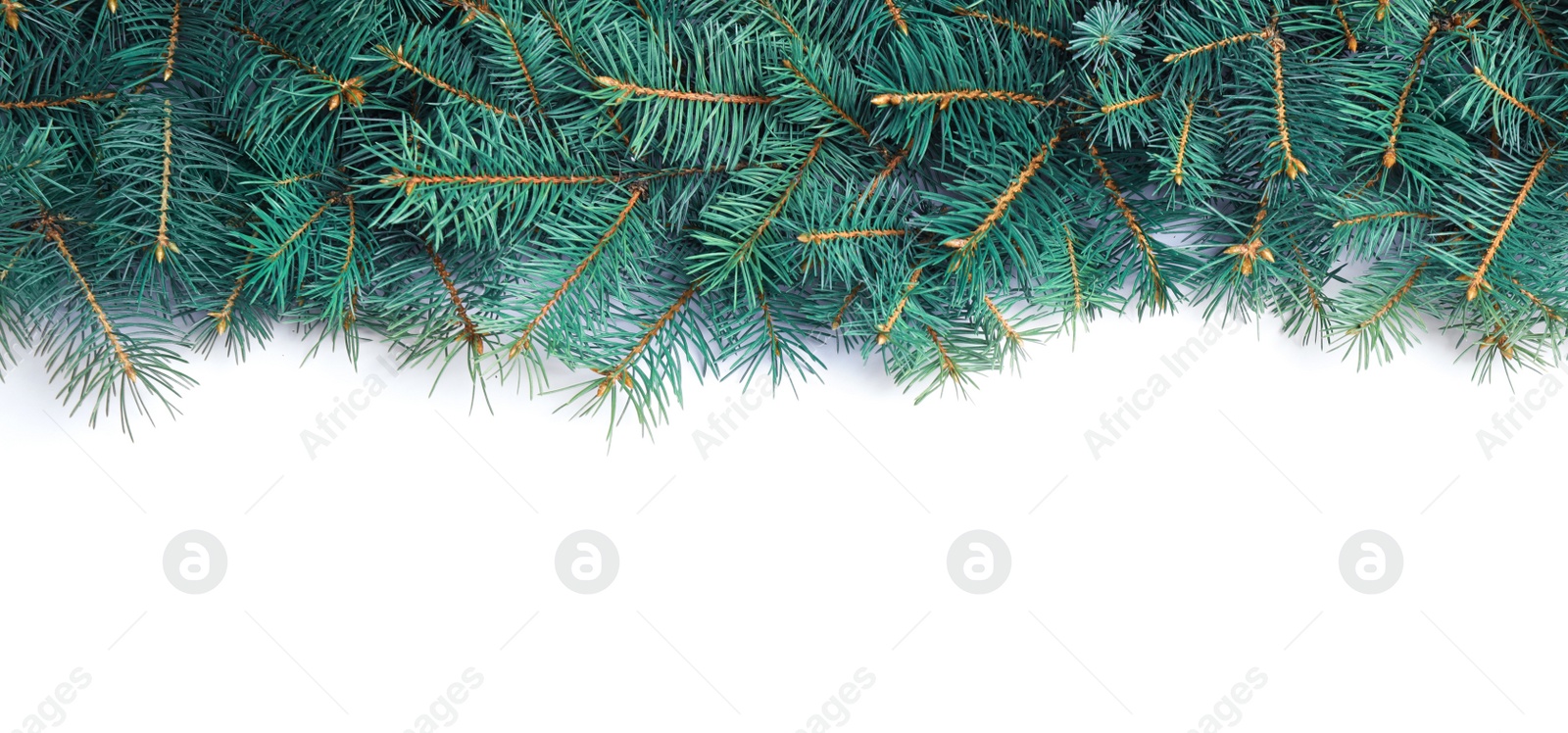 Photo of Christmas tree branches on white background, top view. Space for text