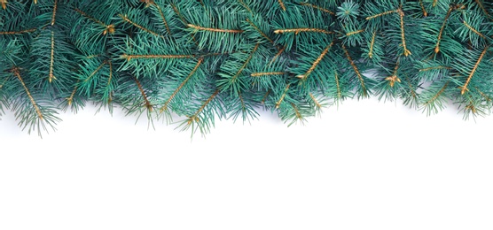 Christmas tree branches on white background, top view. Space for text