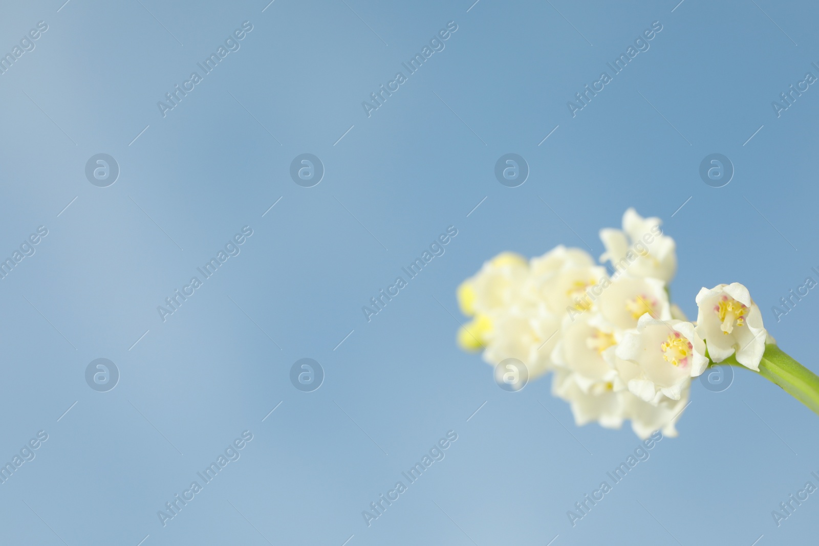 Photo of Beautiful lily of the valley against blue sky, closeup. Space for text