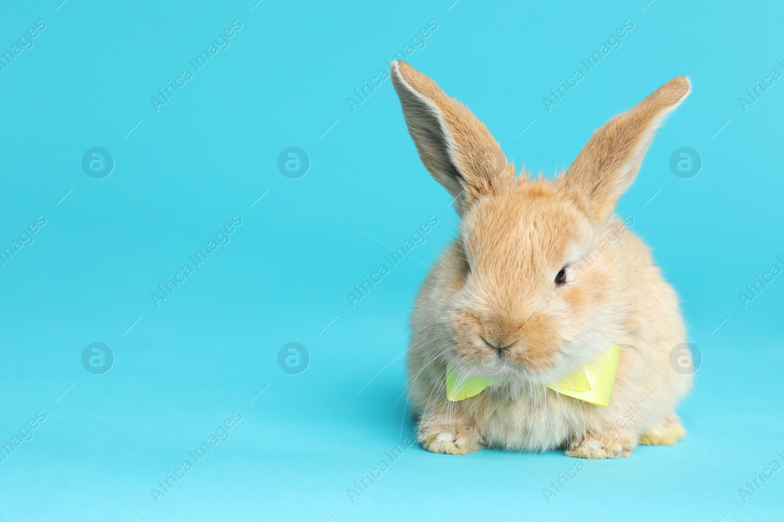 Photo of Adorable furry Easter bunny with cute bow tie on color background, space for text