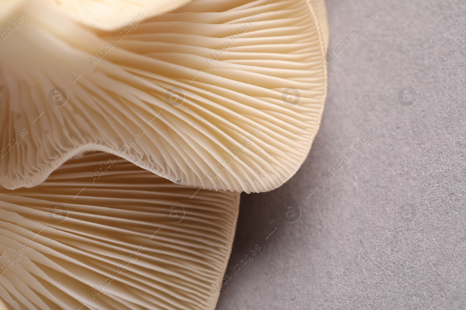 Photo of Fresh oyster mushrooms on grey background, macro view