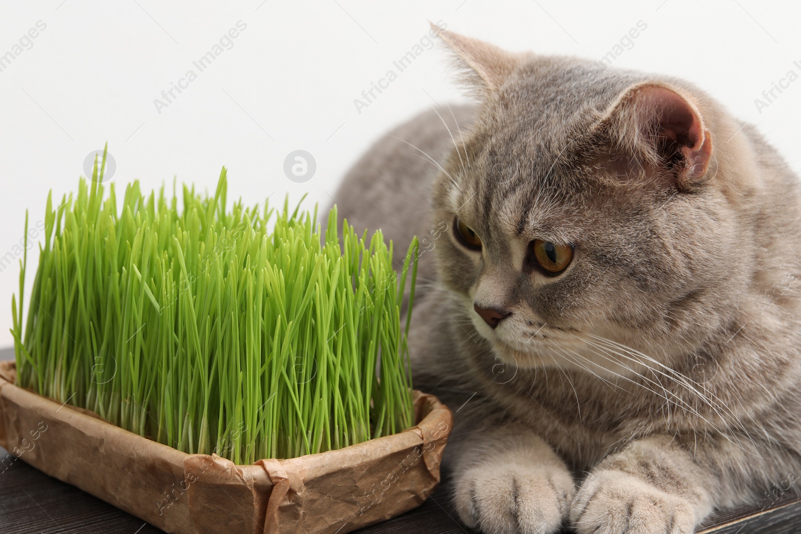 Photo of Cute cat near fresh green grass on desk indoors