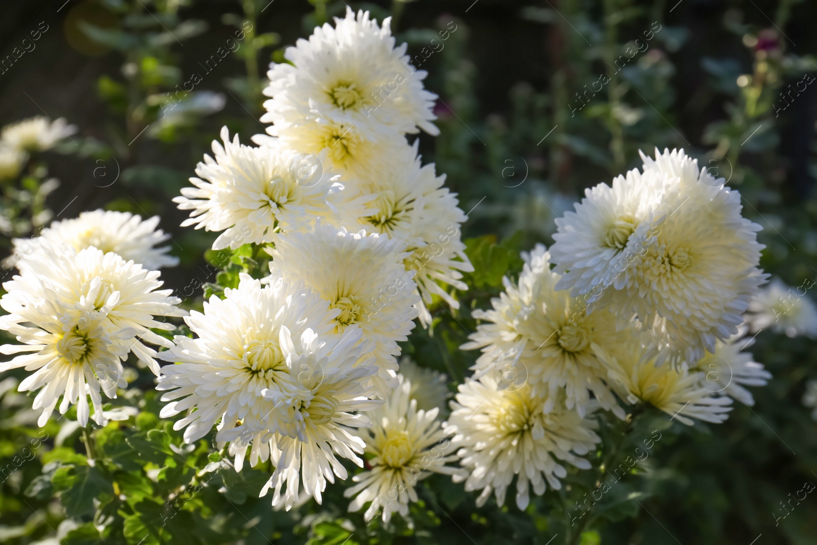 Photo of Many beautiful chrysanthemum flowers growing in garden