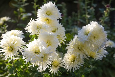 Photo of Many beautiful chrysanthemum flowers growing in garden