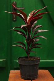 Potted cordyline flower on wooden stand in greenhouse