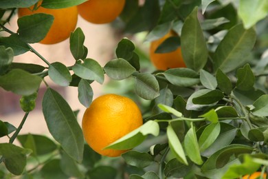 Photo of Fresh ripe oranges growing on tree outdoors, closeup