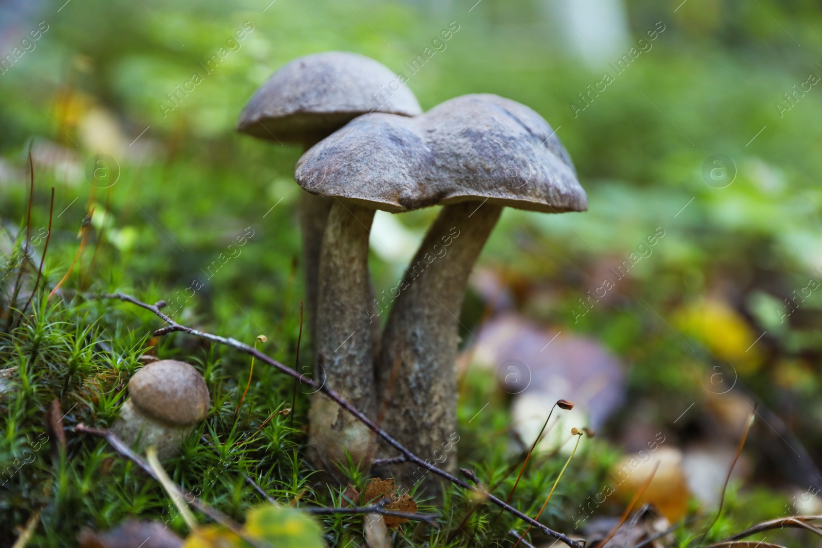 Photo of Fresh wild mushrooms growing in forest, closeup