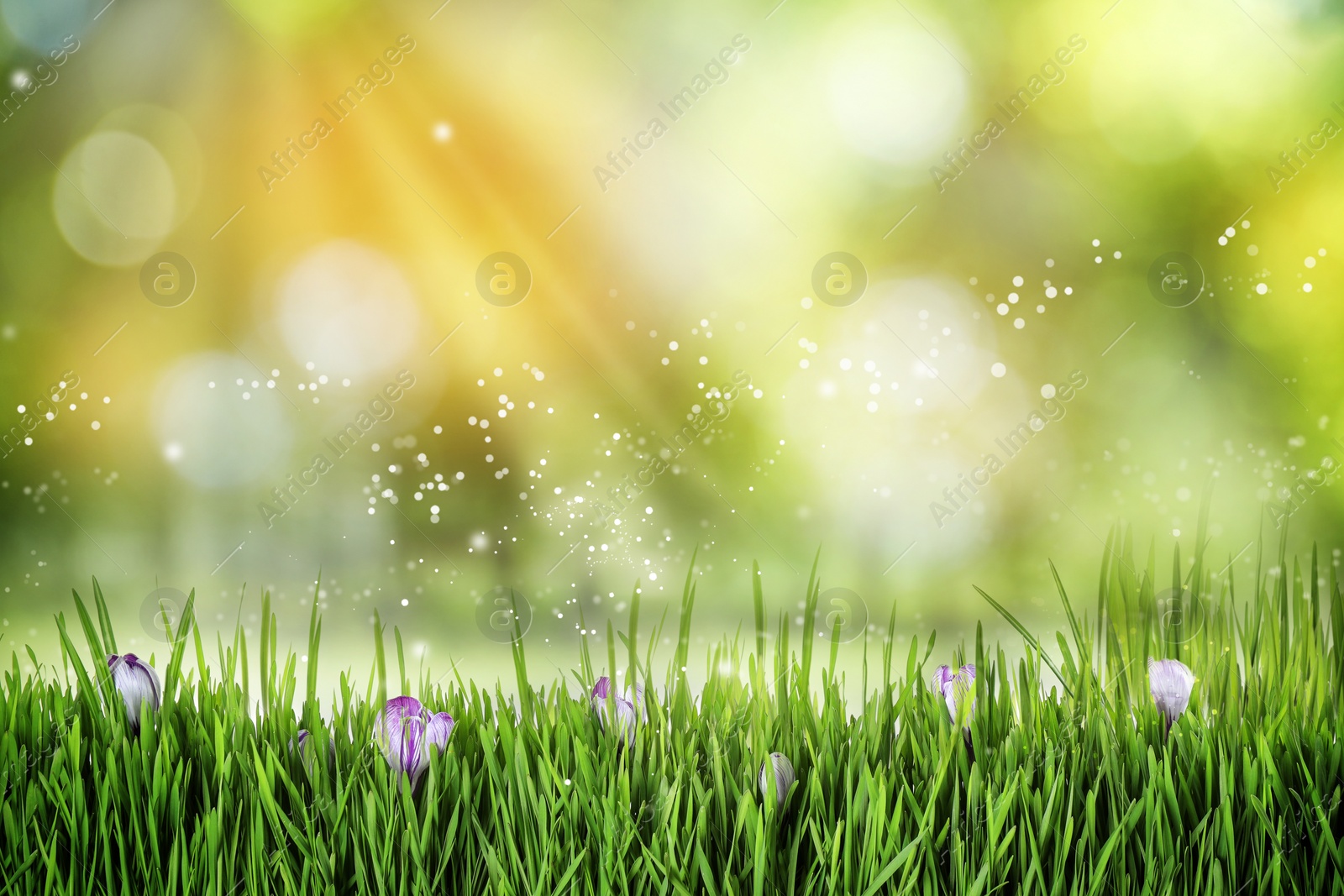 Image of Beautiful blooming muscari flowers in green meadow on sunny day, bokeh effect