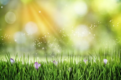 Beautiful blooming muscari flowers in green meadow on sunny day, bokeh effect