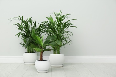 Photo of Exotic house plants on floor near grey wall. Space for text