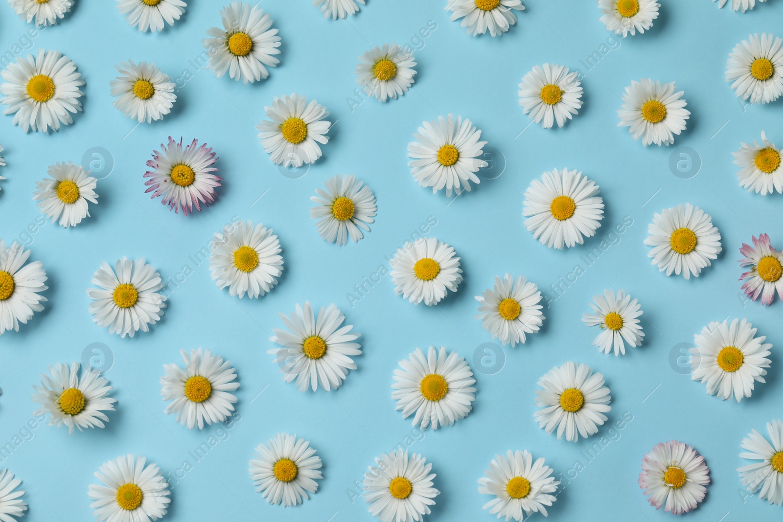 Photo of Many beautiful daisy flowers on light blue background, flat lay