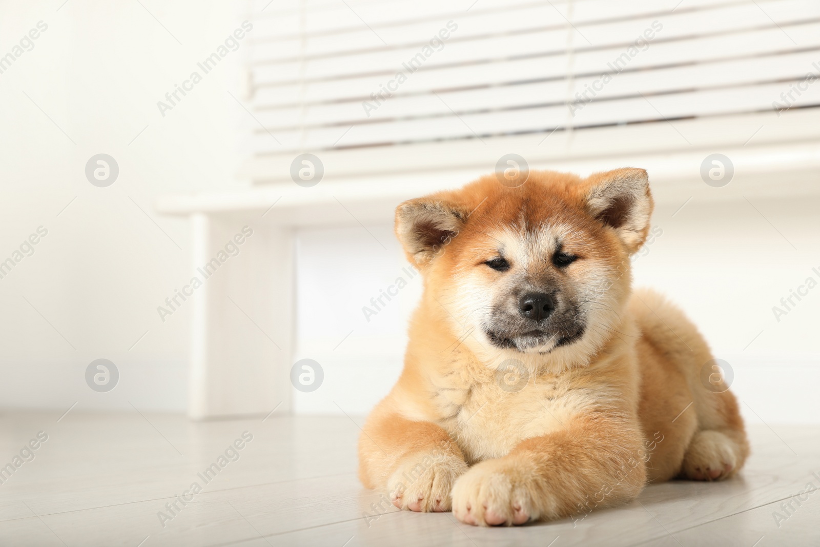 Photo of Cute Akita Inu puppy indoors. Baby animal