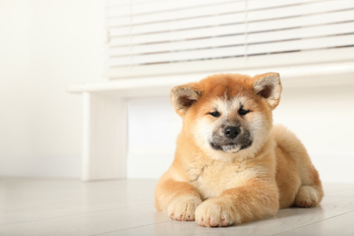 Photo of Cute Akita Inu puppy indoors. Baby animal